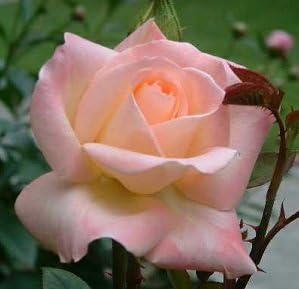 Pink Wales flower seeds