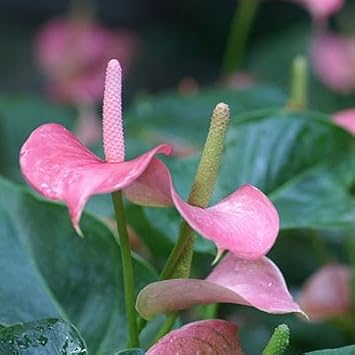Baby Pink flower seeds