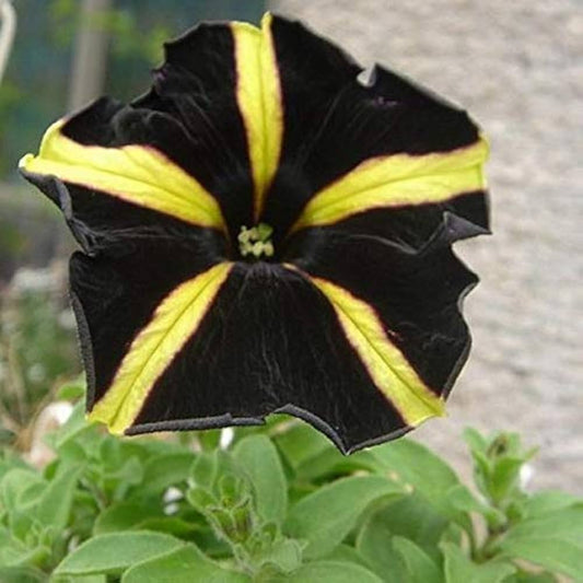 Yellow With flower seeds