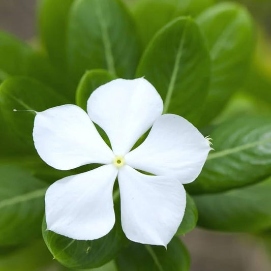White Periwinkle flower seeds