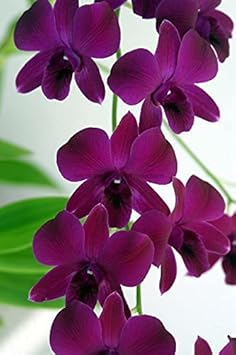 Dark Purple flower seeds