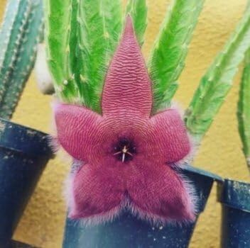 Stapelia flower seeds
