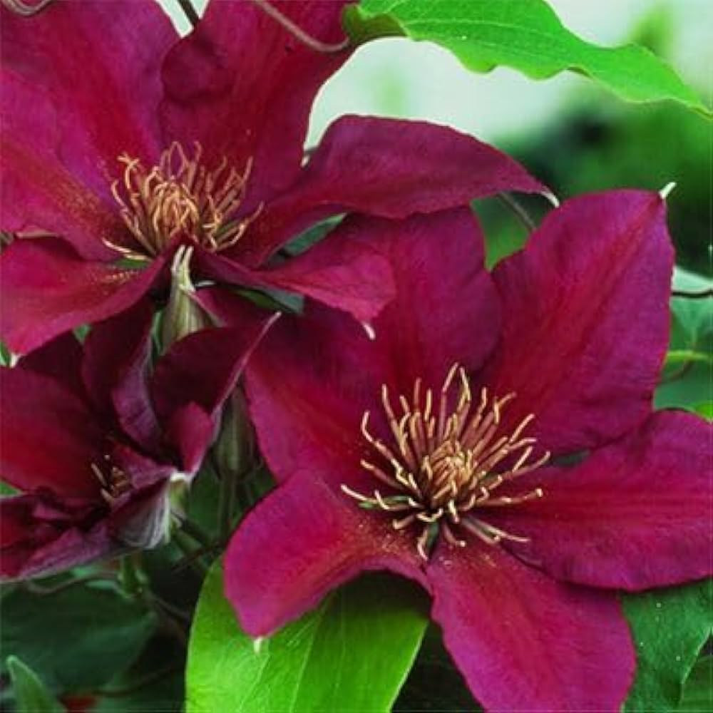 Dark Pink flower seeds