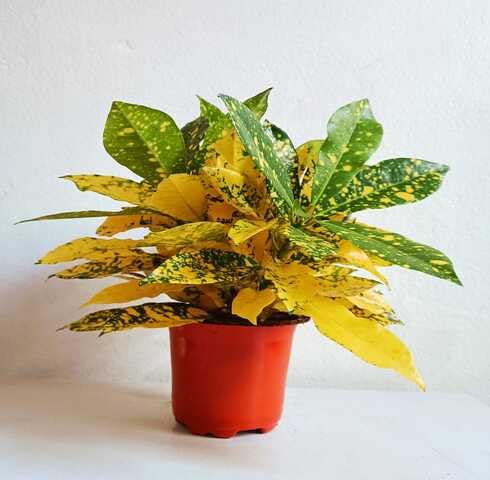 Green Yellow Codiaeum - Heirloom, Non - Gmo Seeds