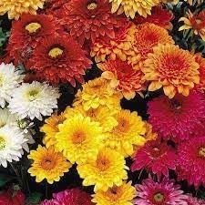 Chrysanthemum flower seeds