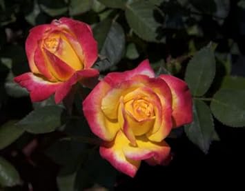 Yellow Pink flower seeds