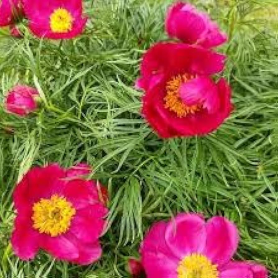 Pink Fern flower seeds