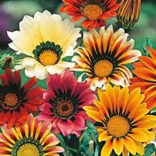 Gazania flower seeds