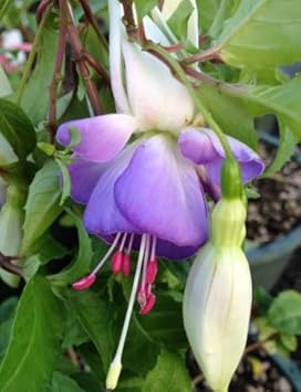 Light Pink flower seeds