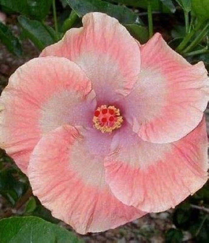 Peach Hibiscus flower seeds