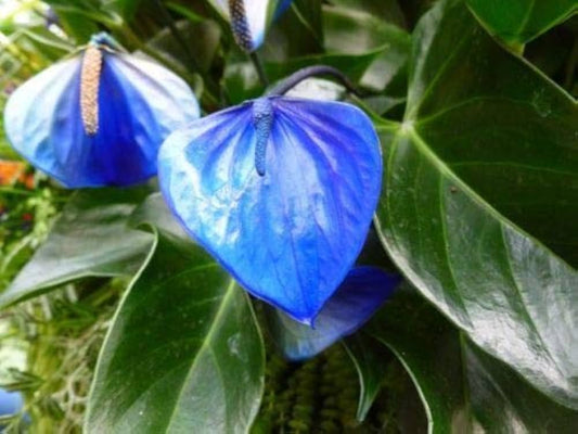 Blue Anthurium flower seeds