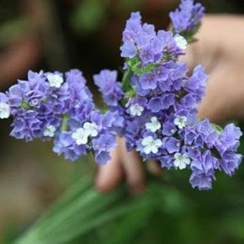 Limonium flower seeds