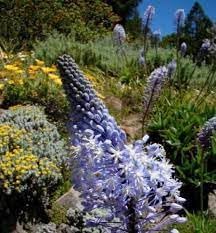 Merwilla flower seeds