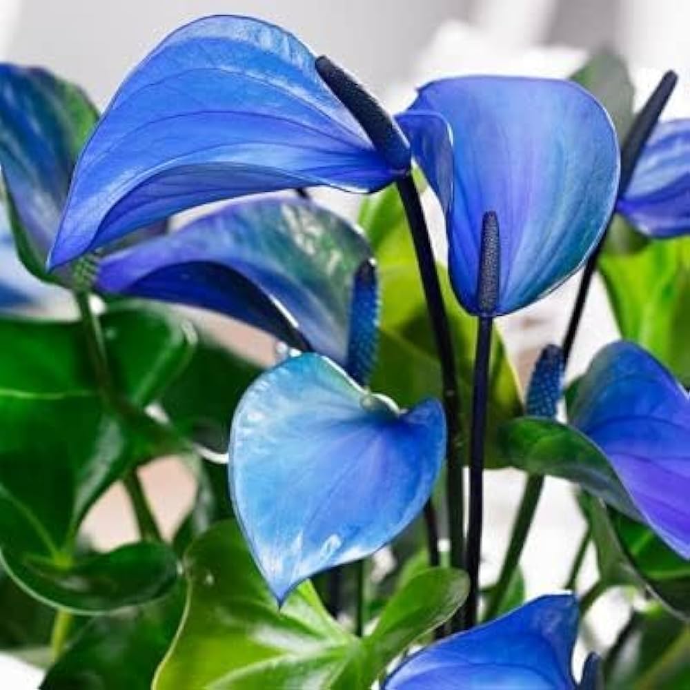 Blue Anthurium flower seeds