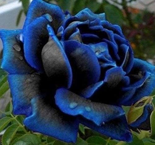 Purple Black flower seeds