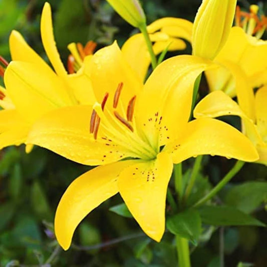 Yellow Hemerocallis flower seeds