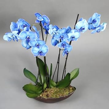 Sky Blue flower seeds