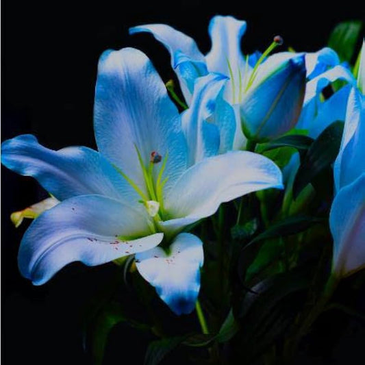 Blue Heart flower seeds