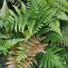 Dryopteris Erythrosora flower seeds