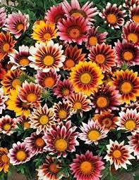 Gazania Rigens flower seeds
