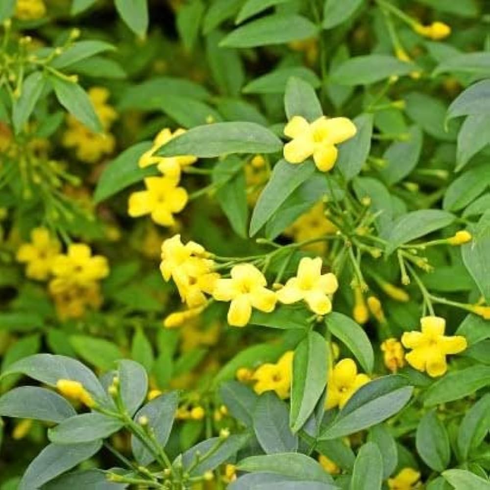 Yellow Jasminum flower seeds