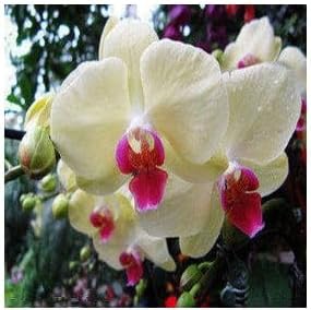 Cream Phalaenopsis flower seeds