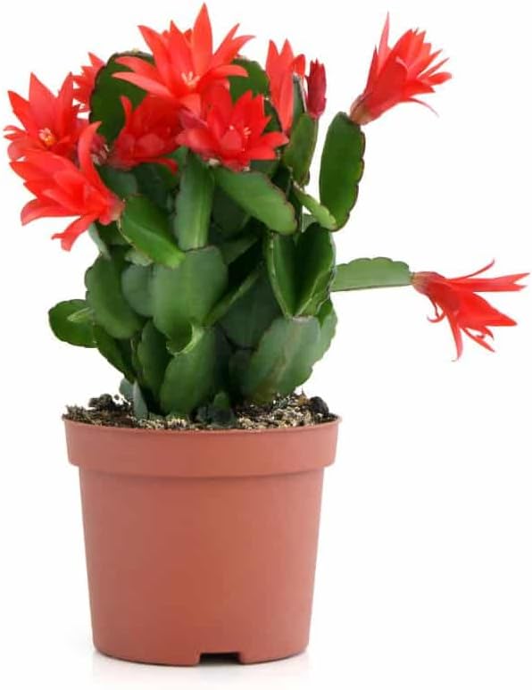 Red Schlumbergera flower seeds