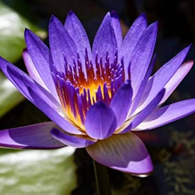 Purple Aquatic Lotus plant