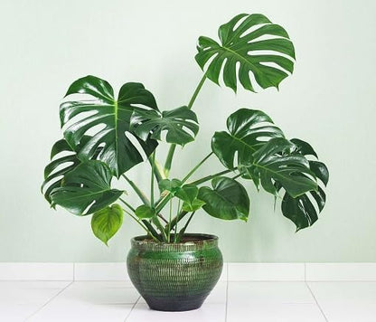 Green Monstera - Heirloom, Non - Gmo Seeds