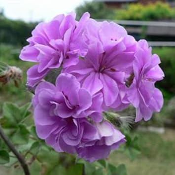 Lavender Geranium flower seeds