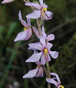 Cyanella flower seeds