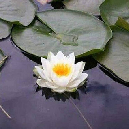 Asiatic White Lotus plant