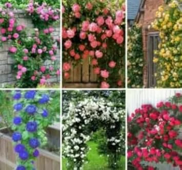 Climbing Rose flower seeds
