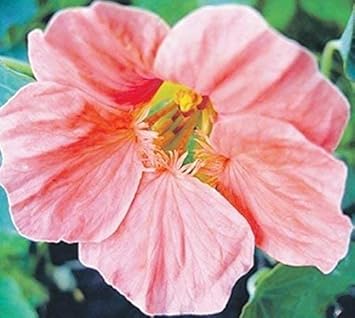 Baby Pink flower seeds