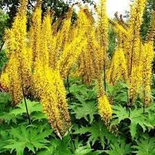 Ligularia flower seeds