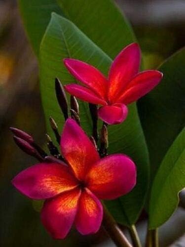 Dark Orange flower seeds
