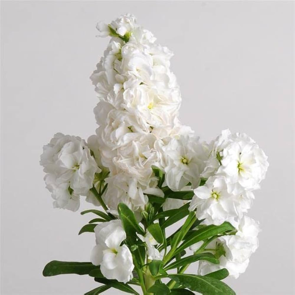 Abend Duft flower seeds