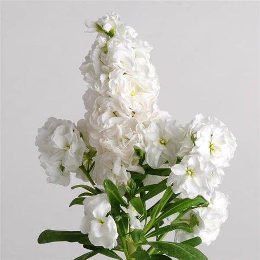 Abend Duft flower seeds