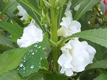 White Balsamine flower seeds
