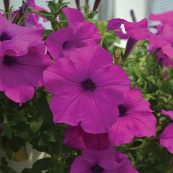 Deep Pink flower seeds