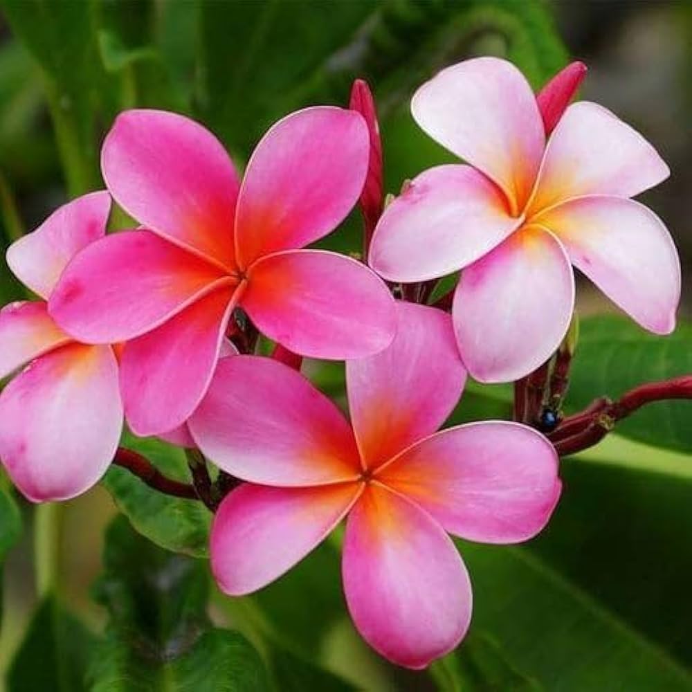 Pink Frangipani flower seeds