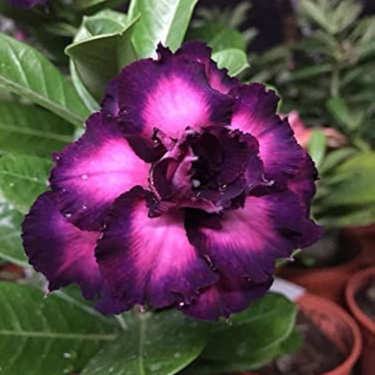 Dark Purple flower seeds