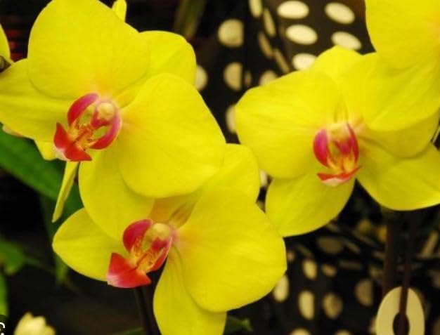 Red Yellow flower seeds