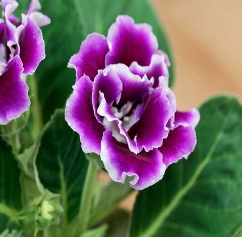 Violet White Gloxinia Flower - Heirloom, Non - Gmo Seeds