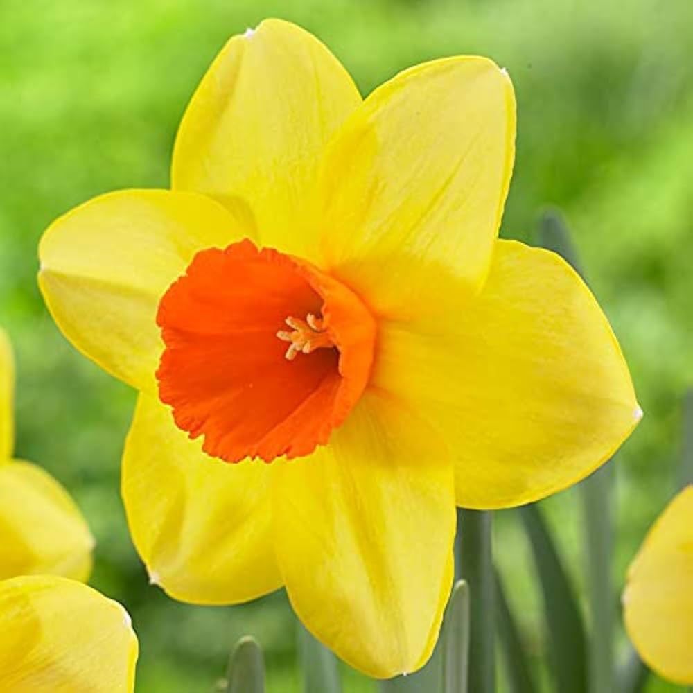 Univalve Daffodil flower seeds