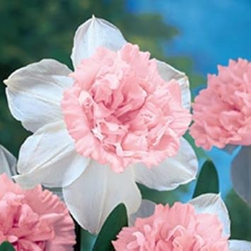 Baby Pink flower seeds