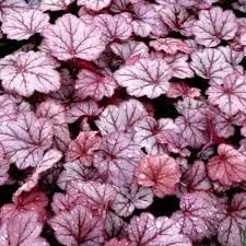 Baby Pink flower seeds