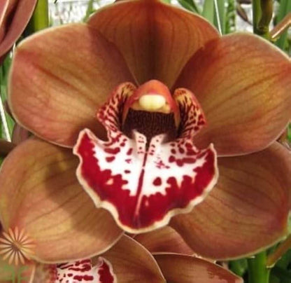 Brown Phalaenopsis Orchid plant