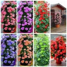 Climbing Geranium flower seeds