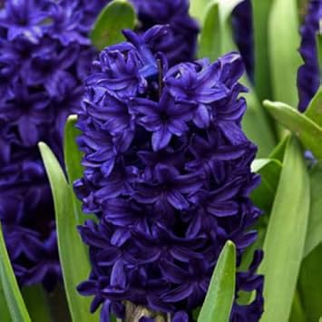 Deep Blue flower seeds
